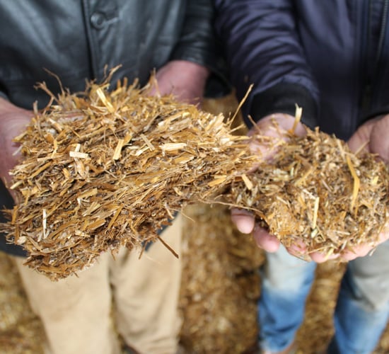 Alkaline crop forages for dairy and beef sectors 