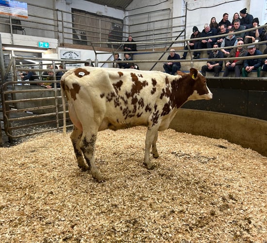 Top price of €4,600 at Waterford Ross heifer sale