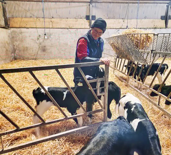 Training calves to an automatic calf feeder in Cork