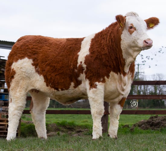 Clonagh Herd to host special sale of heifers, bulls and embryos