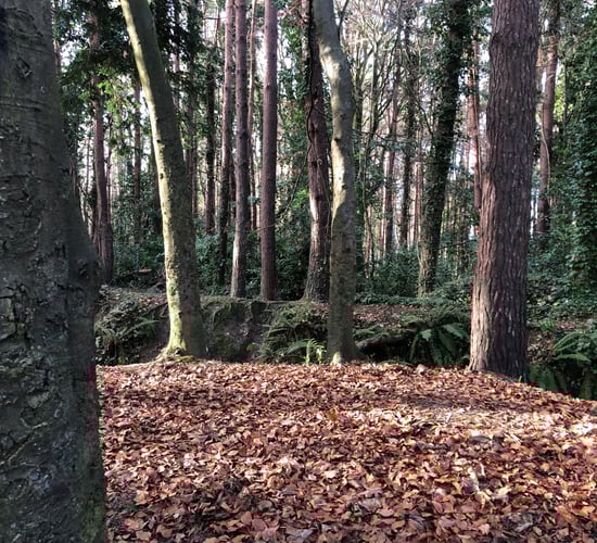 SEEFA: Mid-term review must address 'core' forestry issues