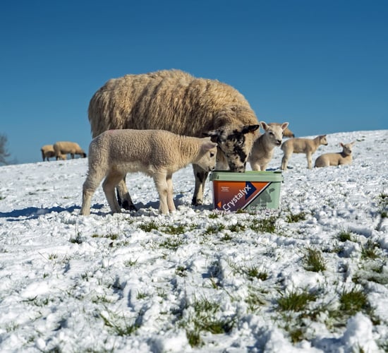 Demand for organic sheep feed buckets grows