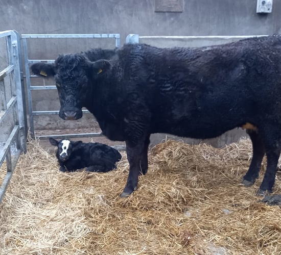 New feasibility study predicts calving time using heart rate data