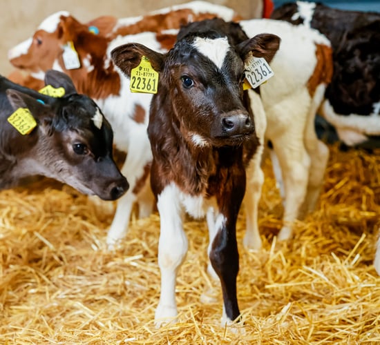 Early calf nutrition - the key to lifetime performance