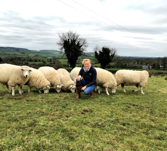 Roscommon council changes crest sheep as GAA on backfoot