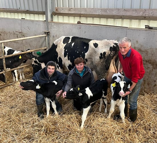 West Kerry cow delivers her fourteenth calf in eight years