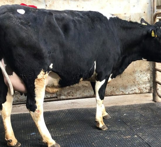 Top price of €3,400 at Waterford Ross Mart's dairy show and sale
