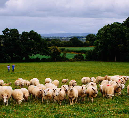 Minister 'clearly not listening' to farm orgs on sheep crisis
