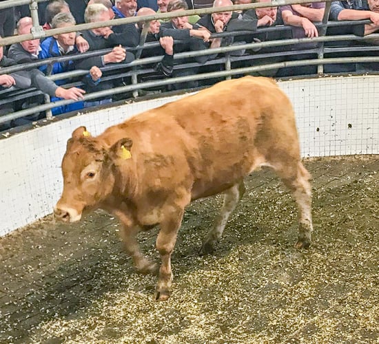 Store heifer price up 53c/kg on last year at Ballinrobe Mart