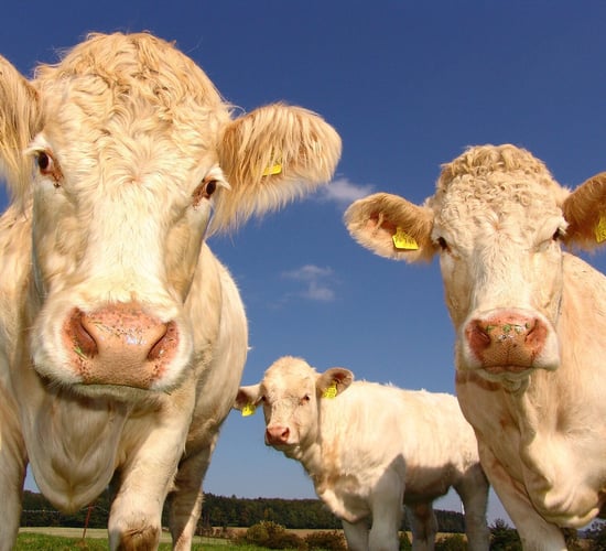 Agriculture accounts for 14% of GHG emissions in EU