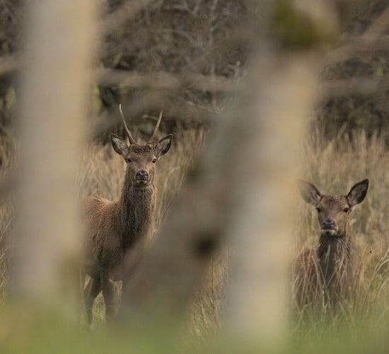 Heydon: 'Sika deer not currently classed as invasive species'