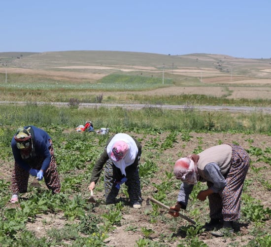 Food system has suffered 'unprecedented shock' global institutions warn