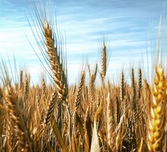 World Food Price Index falls in October - FAO