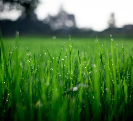 Change to emissions estimates for grassland 'swept under carpet'
