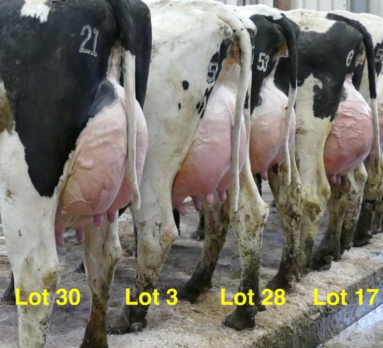 Greenlawn herd to offer first Parfect-sired heifer at auction in Ireland