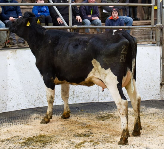 Ashberry herd auction brings top price of €3,850