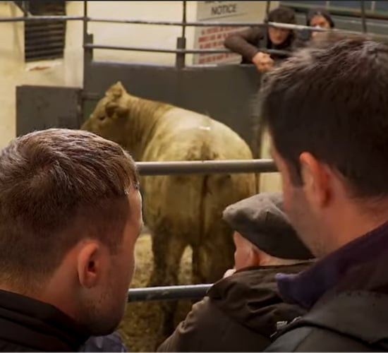 ICOS: Irish and UK marts to form new network