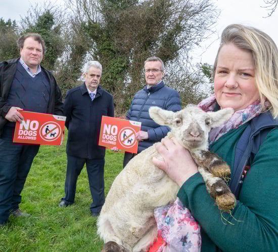 'No dogs allowed' campaign calls for action on livestock attacks