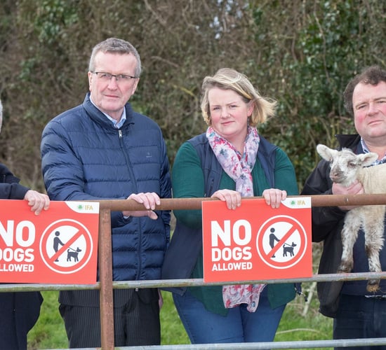New dog control regulations need proper enforcement - Comiskey