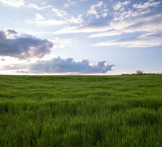 Sufficient biomass feedstocks  'crucial' for bioeconomy development