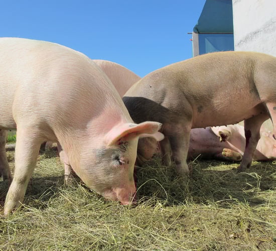 Controversy as runners compete for pork prize in Brittany race