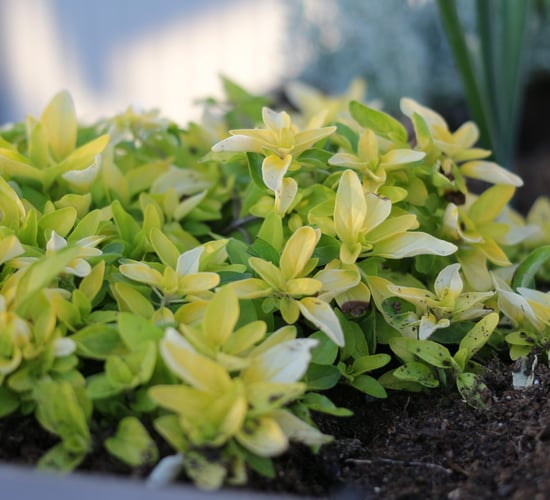 Fair marks start of hardy nursery stock trading season