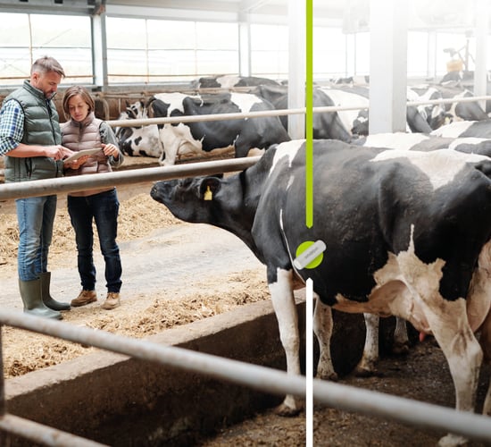 Increasing fertility with accurate heat detection via your phone