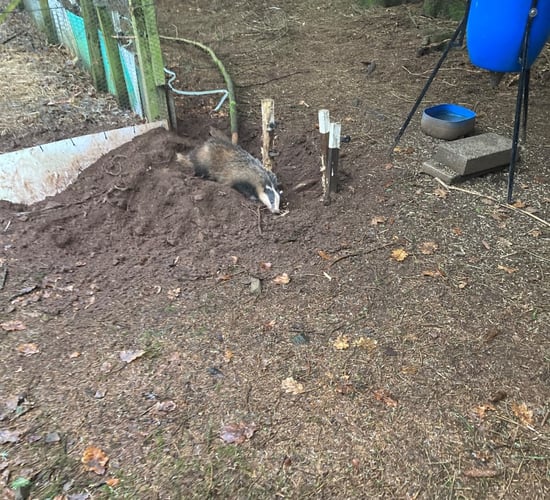 USPCA 'appalled' after badger caught in snare in Tyrone
