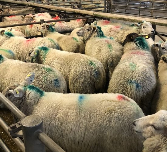 Sheep marts: Sharper trade for stores while finished hoggets steady