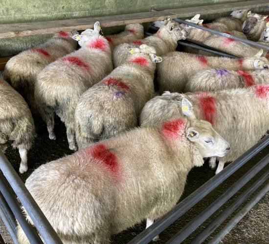 Sheep trade update: Trade steady to weaker in cases