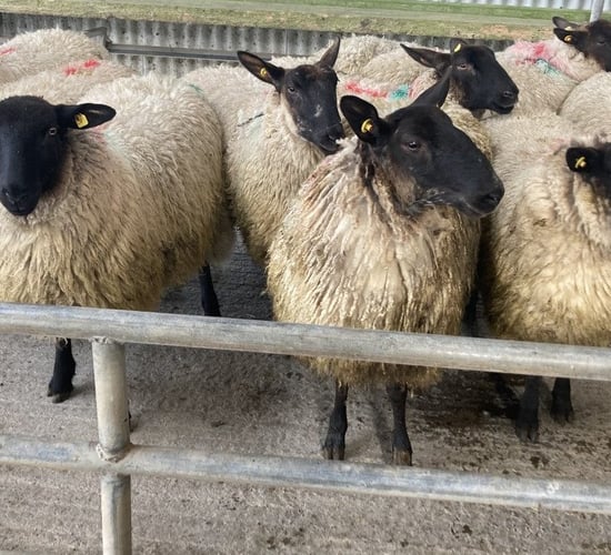 Hogget prices €16/head less than this time last year
