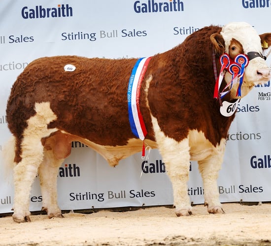 NI-bred Simmental tops Stirling sale at 28,000gns