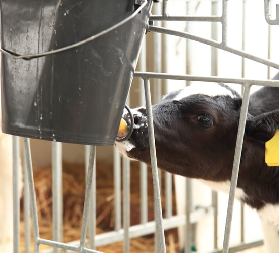 Feeding more milk; the key to unlocking calf potential