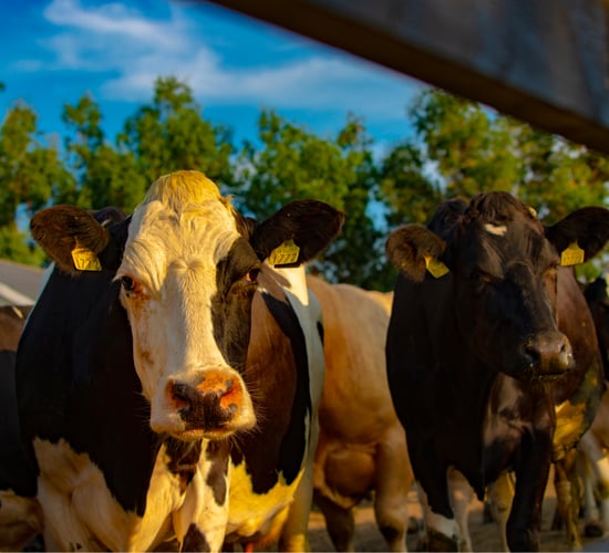 Tipperary farm turns cows' milk into liquid-whey drinks
