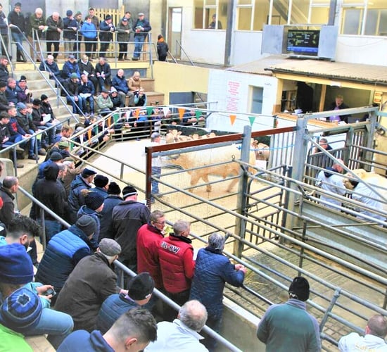 Ulster breeders take top prices at Tullamore Charolais bull sale