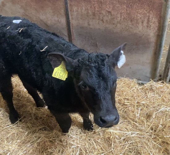 Farmer-type calves a good trade at Enniscorthy Mart
