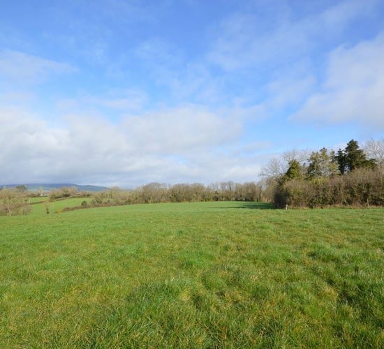 Give an 'Inch': Gorey holding to go for online auction