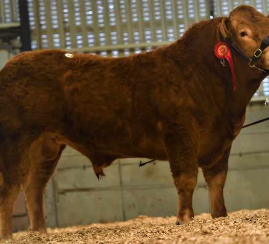 Longwood bull hits €8,000 at Limousin society's Elphin sale