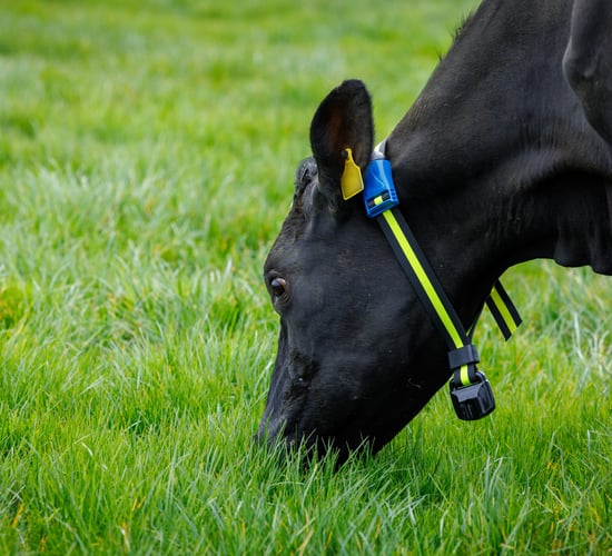 New March Animal Health Series to be launched