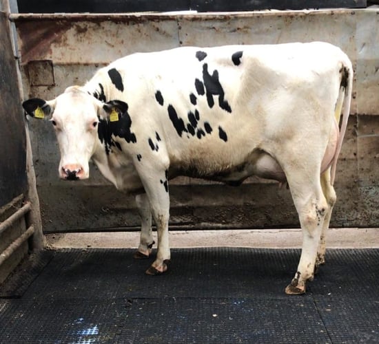 Strong trade at Waterford Ross Mart dairy sale