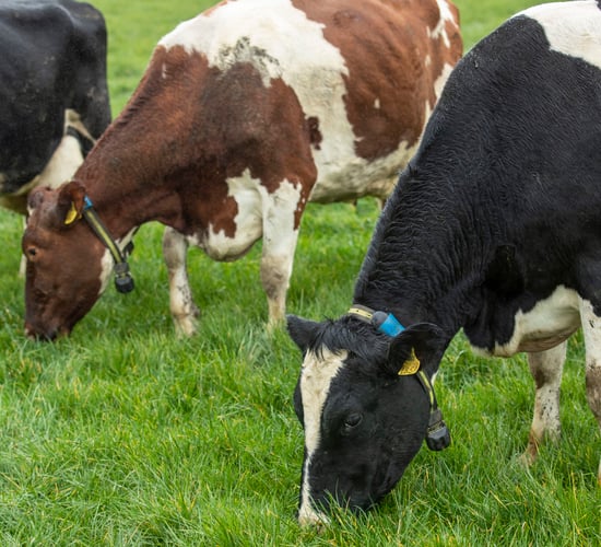 March Animal Health Series concludes with fertility discussion