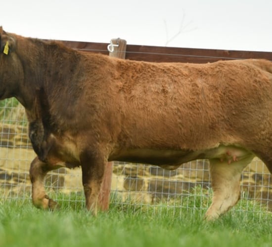 Champion Aubrac cattle to feature in online production sale