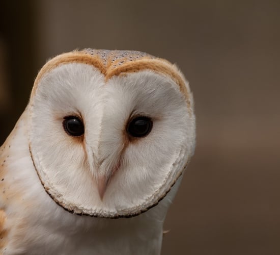 Co. Down farmer celebrates 6 years of housing barn owls
