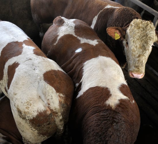 Age of slaughter is key to carbon challenge