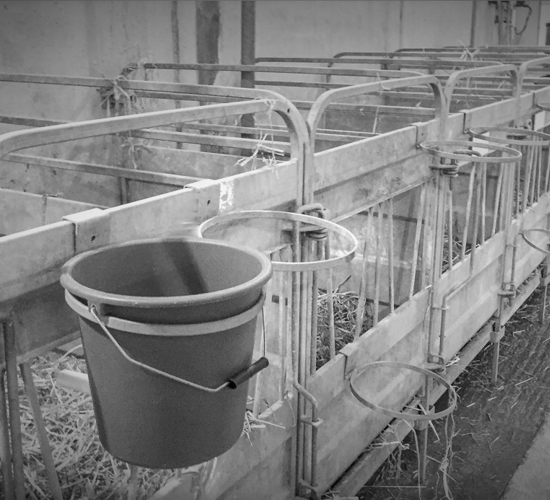 DAFM issues statement on video of Irish calves in French lairage