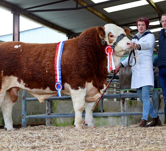Scottish buyers drive trade at Roscommon Simmental sale