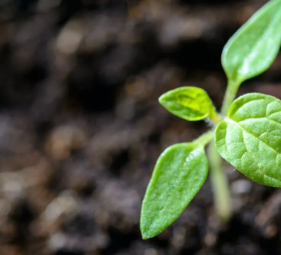 Origin Enterprises acquires UK online gardening supplier