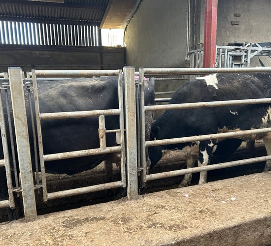 Screening for Johne's disease in dairy herds