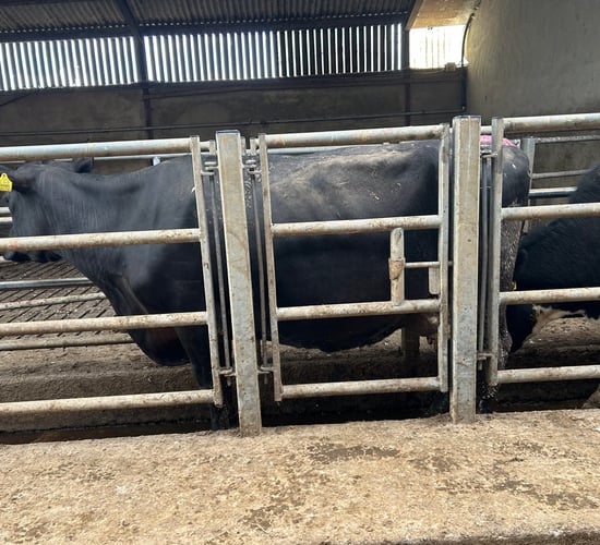 Time to completed a BCS assessment of your cows