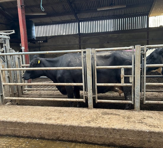 Breeding season: The importance of monitoring submission rates